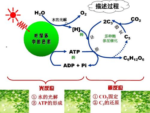 光合作用下載 生物 21世紀教育網(wǎng)