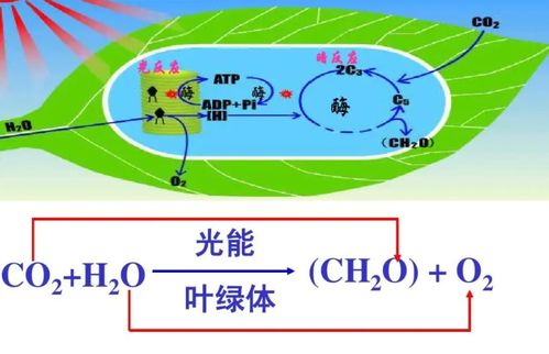 光合作用反應(yīng)式