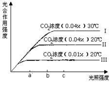 二氧化碳濃度、光照強度和溫度對植物光合作用強度的影響分析