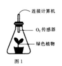 光合作用練習題及答案解析