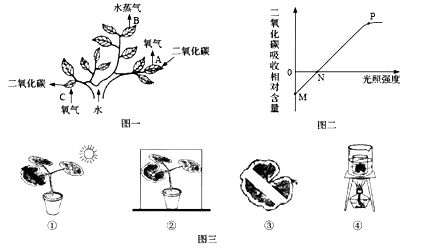 夏日清涼何處尋？紫金公園的綠意與光合作用